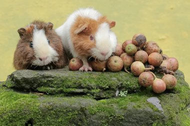 Bir çift oyuncak kobay, yosunlu zemine düşmüş olgun incir ağacı meyveleri yiyor. Bu kemirgen memelinin bilimsel adı Cavia Porcellus..