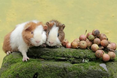 Bir çift oyuncak kobay, yosunlu zemine düşmüş olgun incir ağacı meyveleri yiyor. Bu kemirgen memelinin bilimsel adı Cavia Porcellus..