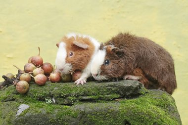 Bir çift oyuncak kobay, yosunlu zemine düşmüş olgun incir ağacı meyveleri yiyor. Bu kemirgen memelinin bilimsel adı Cavia Porcellus..