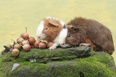 Bir çift oyuncak kobay, yosunlu zemine düşmüş olgun incir ağacı meyveleri yiyor. Bu kemirgen memelinin bilimsel adı Cavia Porcellus..