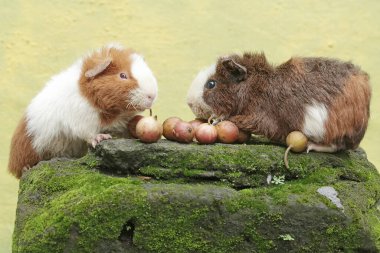 Bir çift oyuncak kobay, yosunlu zemine düşmüş olgun incir ağacı meyveleri yiyor. Bu kemirgen memelinin bilimsel adı Cavia Porcellus..