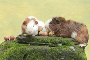 Bir çift oyuncak kobay, yosunlu zemine düşmüş olgun incir ağacı meyveleri yiyor. Bu kemirgen memelinin bilimsel adı Cavia Porcellus..