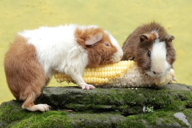 Bir çift ayıcık kobay yosunlu yere düşen genç mısırları yiyor. Bu kemirgen memelinin bilimsel adı Cavia Porcellus..