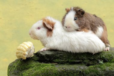 Bir çift ayıcık kobay yosunlu yere düşen genç mısırları yiyor. Bu kemirgen memelinin bilimsel adı Cavia Porcellus..