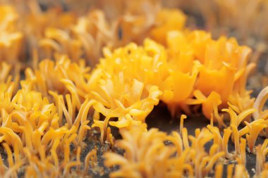 Yağmur mevsiminde çürüyen odunlarla beslenen sarı boynuzlu mantar kolonisinin güzelliği. Bu spor taşıyan bitkinin bilimsel adı Calocera viscosa.