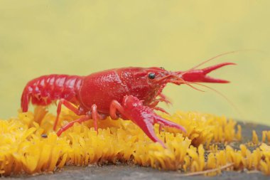 A freshwater crayfish is hunting for prey on moss growing on the riverbank. This aquatic animal has the scientific name Cherax quadricarinatus. clipart