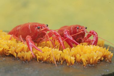 Two freshwater crayfish are hunting for prey on moss growing on the riverbank. This aquatic animal has the scientific name Cherax quadricarinatus. clipart