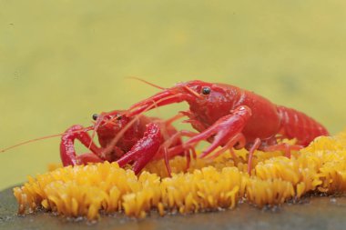 Two freshwater crayfish are hunting for prey on moss growing on the riverbank. This aquatic animal has the scientific name Cherax quadricarinatus. clipart