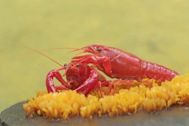 Two freshwater crayfish are hunting for prey on moss growing on the riverbank. This aquatic animal has the scientific name Cherax quadricarinatus. clipart