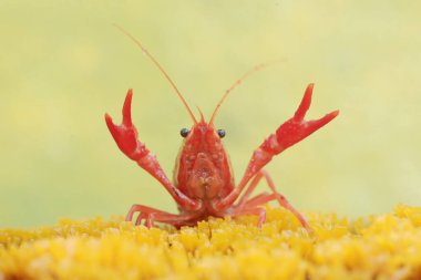 A freshwater crayfish is hunting for prey on moss growing on the riverbank. This aquatic animal has the scientific name Cherax quadricarinatus. clipart