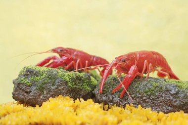 Two freshwater crayfish are hunting for prey on moss growing on the riverbank. This aquatic animal has the scientific name Cherax quadricarinatus. clipart