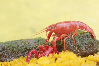 Two freshwater crayfish are hunting for prey on moss growing on the riverbank. This aquatic animal has the scientific name Cherax quadricarinatus. clipart