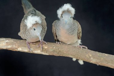 A pair of small crested turtledoves are resting on a dry tree trunk. This bird has the scientific name Geopelia striata. clipart