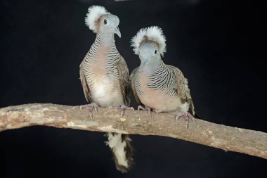 Bir çift küçük ibikli kumru kuru bir ağaç gövdesinde dinleniyor. Bu kuşun bilimsel adı Geopelia striata..