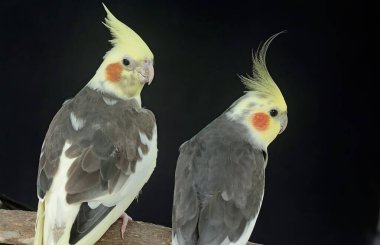 Bir çift Avustralyalı muhabbet kuşunun yüzü, dik duran bir armayla çok şık ve seçkin görünüyor. Bu kancalı kuşun bilimsel adı Nymphicus hollandicus.