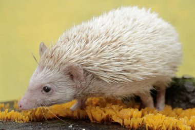 Genç bir kirpi yosun kaplı zeminde küçük böcekleri avlıyor. Bu memelinin bilimsel adı Atelerix albiventris..