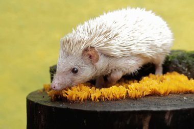 A young hedgehog is hunting for small insects on moss-covered ground. This mammal has the scientific name Atelerix albiventris. clipart