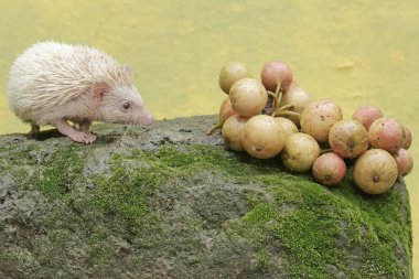 A young hedgehog is ready to eat ripe fig tree cluster fruits that have fallen to the mossy ground. This mammal has the scientific name Atelerix albiventris. clipart