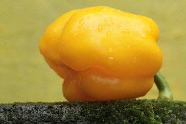 Taze toplanmış dolmalık meyvelerin güzelliği ve tazeliği. Bu bitkinin bilimsel adı Capsicum annuum var. grossum.