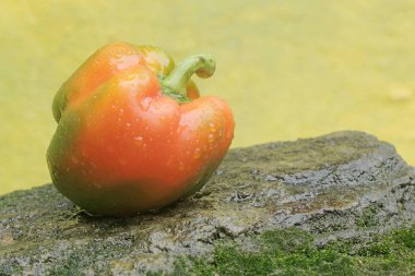 Taze toplanmış dolmalık meyvelerin güzelliği ve tazeliği. Bu bitkinin bilimsel adı Capsicum annuum var. grossum.