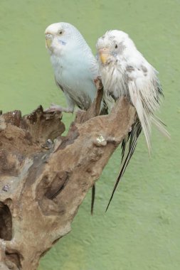 Two parakeets are foraging on a dry tree trunk. This beautifully colored bird has the scientific name Melopsittacus undulatus. clipart