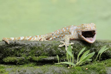 Tamam bir kertenkele yosun kaplı zeminde güneşleniyor. Bu sürüngenin bilimsel adı Gekko gecko.