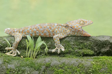 Tamam bir kertenkele yosun kaplı zeminde güneşleniyor. Bu sürüngenin bilimsel adı Gekko gecko.