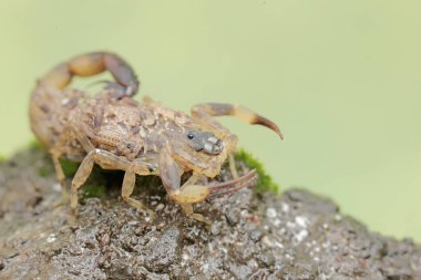 A mother Chinese swimming scorpion holds her babies to protect them from predators. This Scorpion has the scientific name Lychas mucronatus. clipart