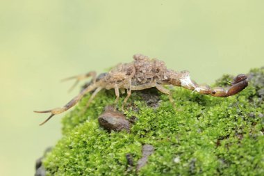 A mother Chinese swimming scorpion holds her babies to protect them from predators. This Scorpion has the scientific name Lychas mucronatus. clipart