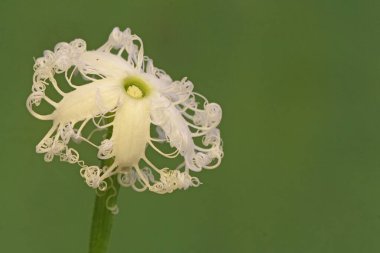 The beauty of winged bean flowers in full bloom. This plant whose fruit is believed to have the ability to strengthen the immune system has the scientific name Psophocarpus tetragonolobus. clipart