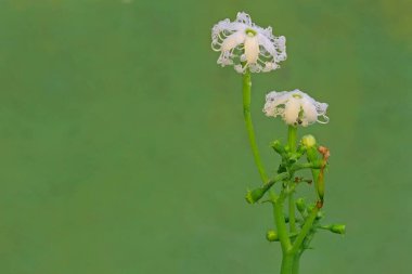 Kanatlı fasulye çiçeklerinin güzelliği. Meyvelerinin bağışıklık sistemini güçlendirdiğine inanılan bu bitkinin bilimsel adı Psophocarpus tetragonolobus 'tur..