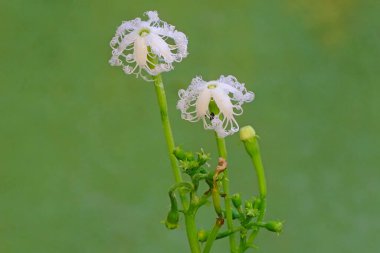 The beauty of winged bean flowers in full bloom. This plant whose fruit is believed to have the ability to strengthen the immune system has the scientific name Psophocarpus tetragonolobus. clipart