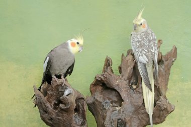 Bir çift Avustralyalı muhabbet kuşu çürüyen bir ağaç gövdesinde yiyecek arıyor. Bu kancalı kuşun bilimsel adı Nymphicus hollandicus.