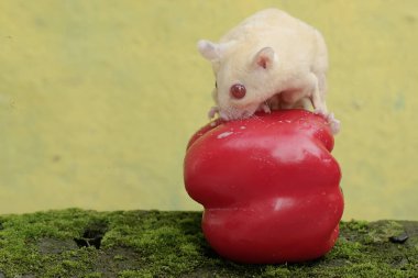 Dişi bir albino şeker planörü, yosunlu yere düşen olgun bir çan biberi meyvesini yiyor. Bu memelinin bilimsel adı Petaurus breviceps.