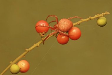 A Ruben's Orbweaver spider is hunting for prey in the bushes. This small spider has the scientific name Hypsosinga rubens. clipart