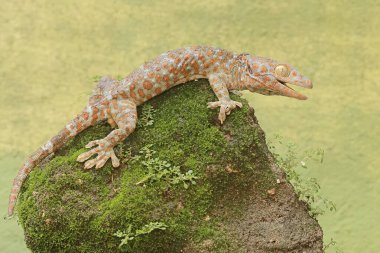 Tamam bir kertenkele yosun kaplı zeminde güneşleniyor. Bu sürüngenin bilimsel adı Gekko gecko.