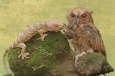 Bir Javan baykuşu av için bir tokay gecko ile savaşmaya hazırdır. Bu gece kuşunun bilimsel adı Otus lempiji..