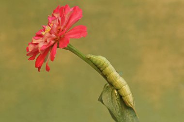 A tobacco hornworm is crawling on a wildflower. This bright green caterpillar has the scientific name Manduca secta. clipart