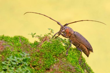 Uzun boynuzlu bir böcek yosunlu zeminde yiyecek arıyor. Bu böceğin bilimsel adı Batocera Sp.