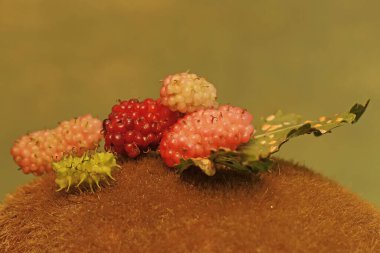 Yosun tutmuş yere düşen bir sürü kırmızı dut. Bu meyve veren bitkinin bilimsel adı Morus Rubra..