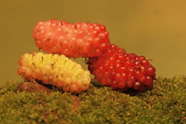 A number of red mulberries that fall on mossy ground. This fruiting plant has the scientific name Morus rubra. clipart