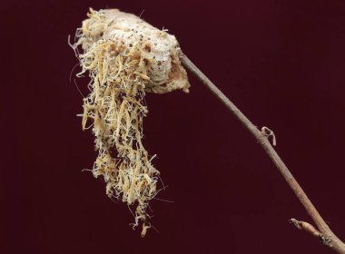 Yüzlerce yeşil bebek peygamberdevesi yumurtadan çıktı. Bu böceğin bilimsel adı hiyerodula sp.