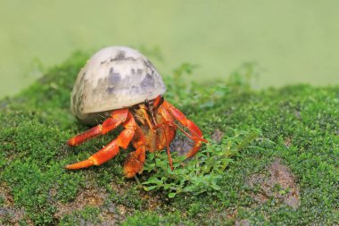 Bir keşiş yengeci yosun kaplı bir kayanın üzerinde yavaşça yürüyor. Yaşam alanı kumlu bir plajın kenarında olan bu hayvanın bilimsel adı Paguroidea sp..