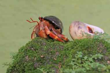 İki münzevi yengeç yosun kaplı bir kayanın üzerinde yavaşça yürüyorlar. Yaşam alanı kumlu bir plajın kenarında olan bu hayvanın bilimsel adı Paguroidea sp..