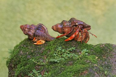 İki münzevi yengeç yosun kaplı bir kayanın üzerinde yavaşça yürüyorlar. Yaşam alanı kumlu bir plajın kenarında olan bu hayvanın bilimsel adı Paguroidea sp..