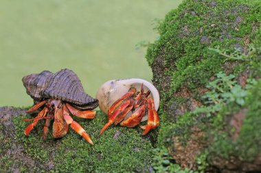 İki münzevi yengeç yosun kaplı bir kayanın üzerinde yavaşça yürüyorlar. Yaşam alanı kumlu bir plajın kenarında olan bu hayvanın bilimsel adı Paguroidea sp..