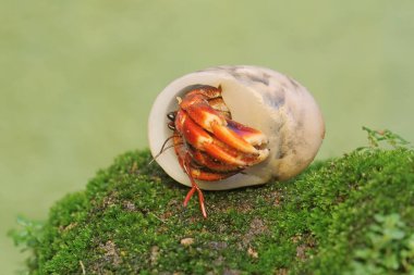 Bir keşiş yengeci yosun kaplı bir kayanın üzerinde yavaşça yürüyor. Yaşam alanı kumlu bir plajın kenarında olan bu hayvanın bilimsel adı Paguroidea sp..
