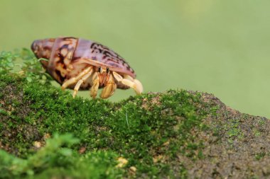 A hermit crab is walking slowly on a rock covered with moss. This animal whose habitat is on the edge of a sandy beach has the scientific name Paguroidea sp. clipart