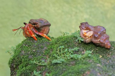 Two hermit crabs are walking slowly on a rock covered with moss. This animal whose habitat is on the edge of a sandy beach has the scientific name Paguroidea sp. clipart