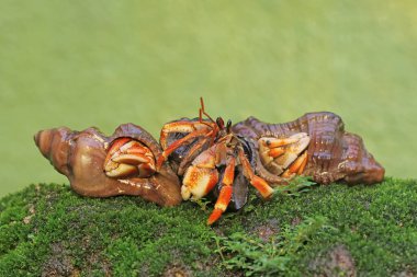 Üç münzevi yengeç yosun kaplı bir kayanın üzerinde yavaşça yürüyorlar. Yaşam alanı kumlu bir plajın kenarında olan bu hayvanın bilimsel adı Paguroidea sp..